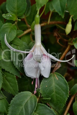 Fuchsienblüte