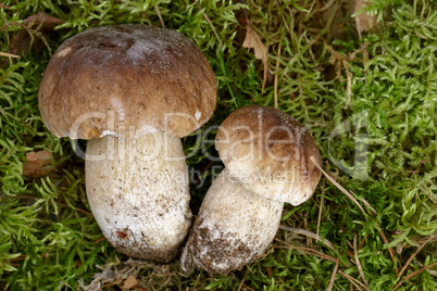 Frische Steinpile aus dem Wald