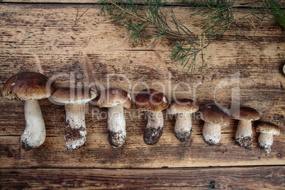 Frische Steinpile aus dem Wald