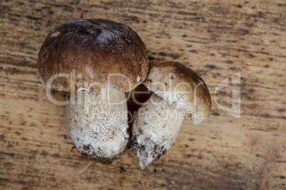 Frische Steinpile aus dem Wald