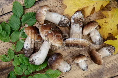 Frische Steinpile aus dem Wald