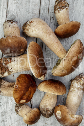 Frische Steinpile aus dem Wald