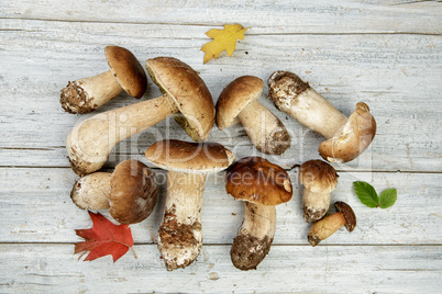 Frische Steinpile aus dem Wald