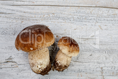 Frische Steinpile aus dem Wald