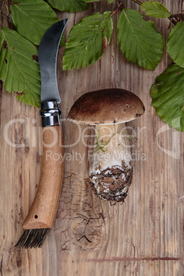 Frische Steinpile aus dem Wald