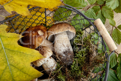 Frische Steinpile aus dem Wald