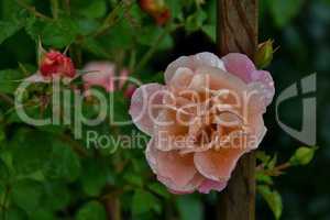 Nasse lachsfärbige Rose