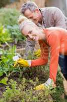 Cute couple doing some gardening