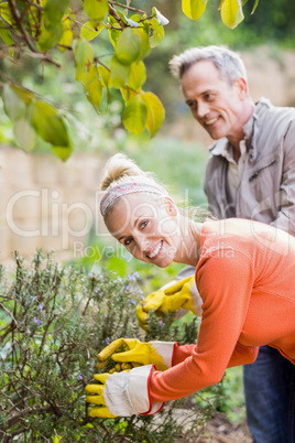 Cute couple picking aromatic herbs