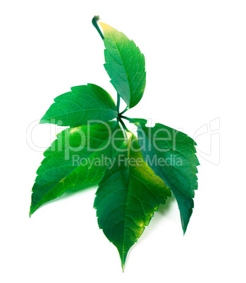 Green virginia creeper leaf