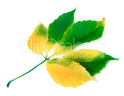 Multicolor grapes leaf on white background