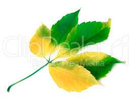 Multicolor grapes leaf on white background