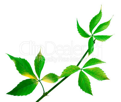 Green twig of grapes leaves (Parthenocissus quinquefolia foliage