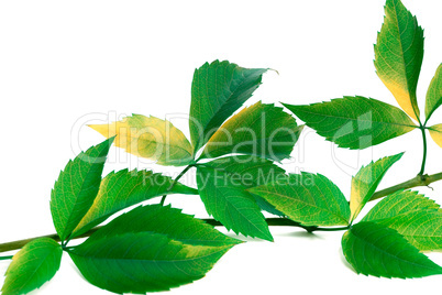 Green twig of grapes leaves (Parthenocissus quinquefolia foliage