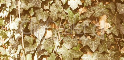 Retro looking Ivy picture