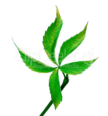Green grapes leaf (Parthenocissus quinquefolia foliage)
