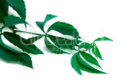Branch of grapes leaves (Parthenocissus quinquefolia foliage)