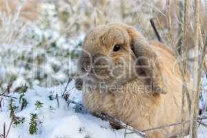 dwarf rabbits