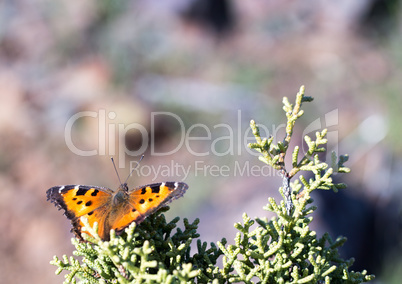 Hoary Comma - Polygonia gracilis