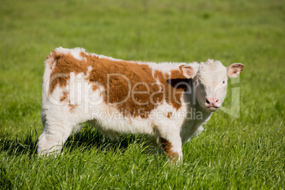 Brown and White Calf Grazing in the Meadow