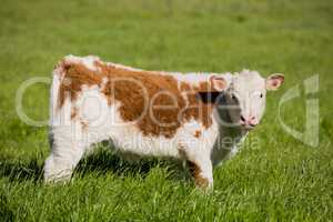 Brown and White Calf Grazing in the Meadow