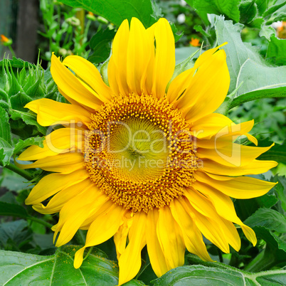 sunflowers on garden flower bed