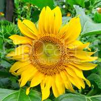 sunflowers on garden flower bed