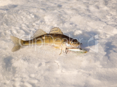 Pike perch on ice