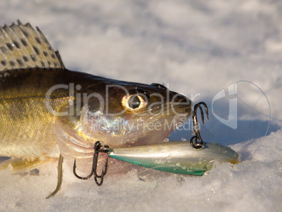 Pike perch on ice