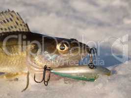 Pike perch on ice