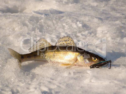 Pike perch on ice