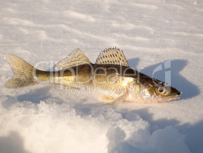 Pike perch on ice