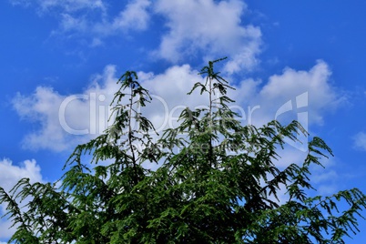 Tannenbaum und ziehende Wolken