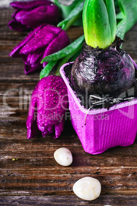 Tulips and hyacinth