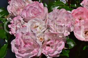Hellrosa Rosenblüten