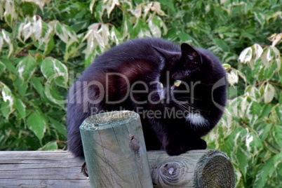 Schwarze Katze mit weißem Brustfleck