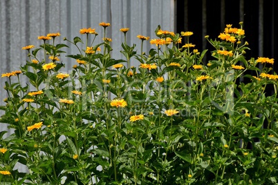 Gelbe Strauchmargeriten