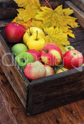 Autumn apple in rural style.