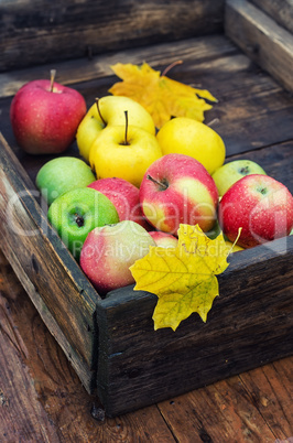 Autumn apple in rural style.