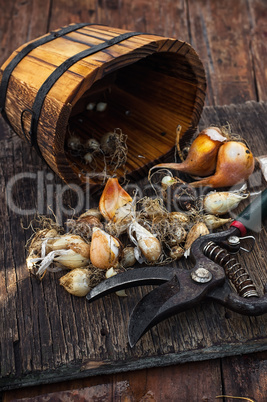 Bulbs plants autumn harvesting