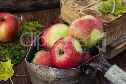 autumn harvest of apples