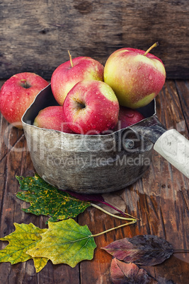 autumn harvest of apples