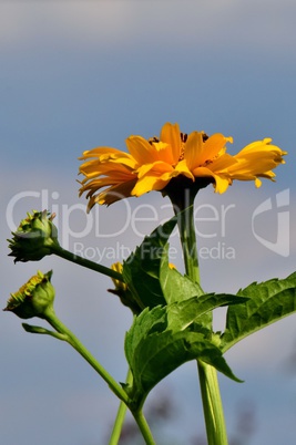 Gelbe Margerite und Knospen