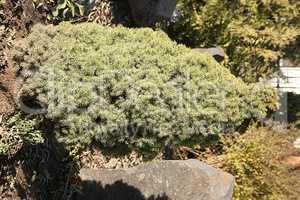 Evergreen tree among the rocks