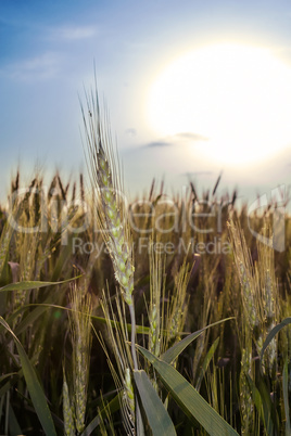 Green wheat ears at sunset