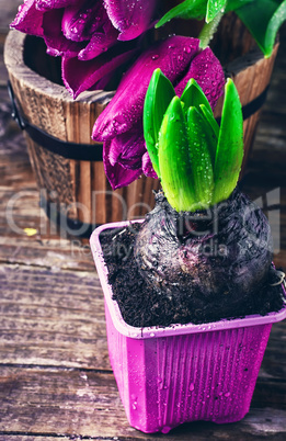 Sprouting hyacinth and Tulip