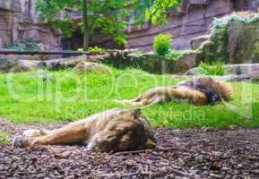 Lions family sleeps in a cage