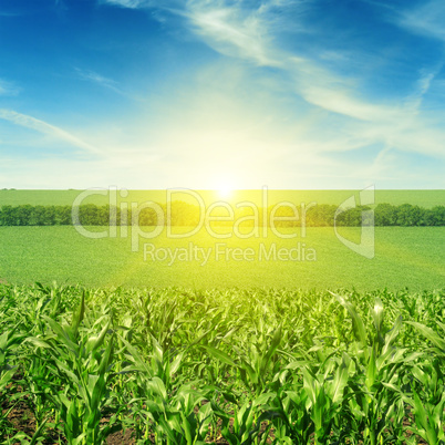 Beautiful sunset on corn field