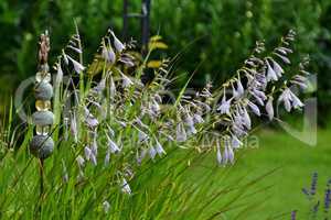 Funkienblüten und Gartenschmuck