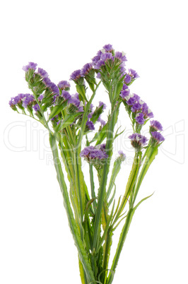 Purple statice flowers